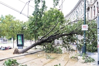 Nubifragio a Milano. Il sindaco Beppe Sala: “Abbiamo perso 5mila alberi, li ripianteremo tutti”