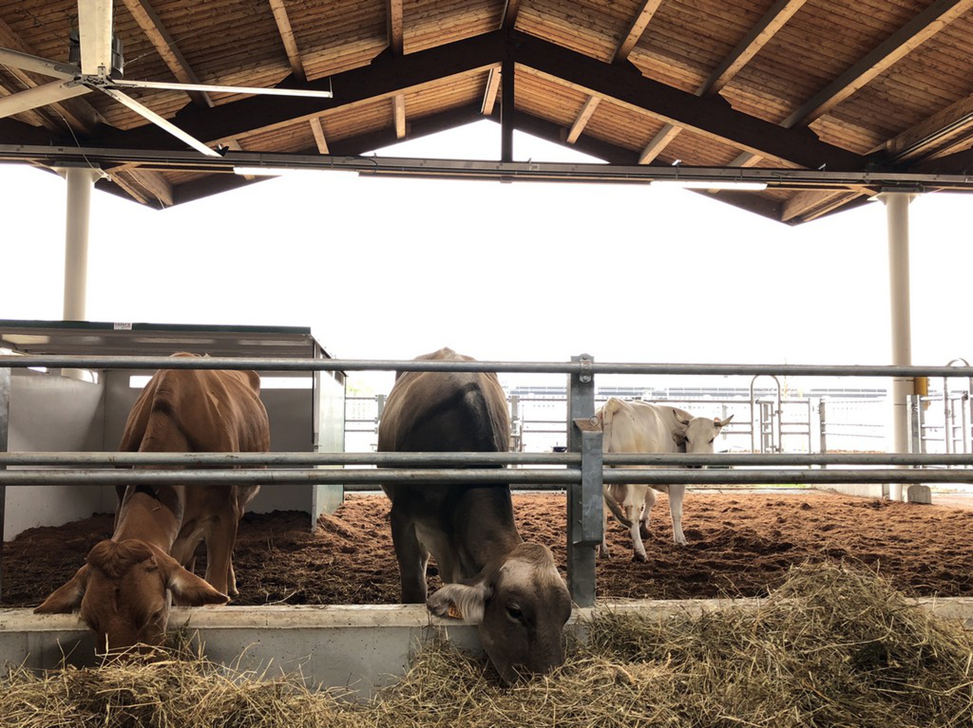 Gli animali di FICO Eataly World