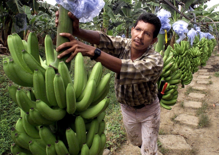 Una piantagione di banane in Colombia