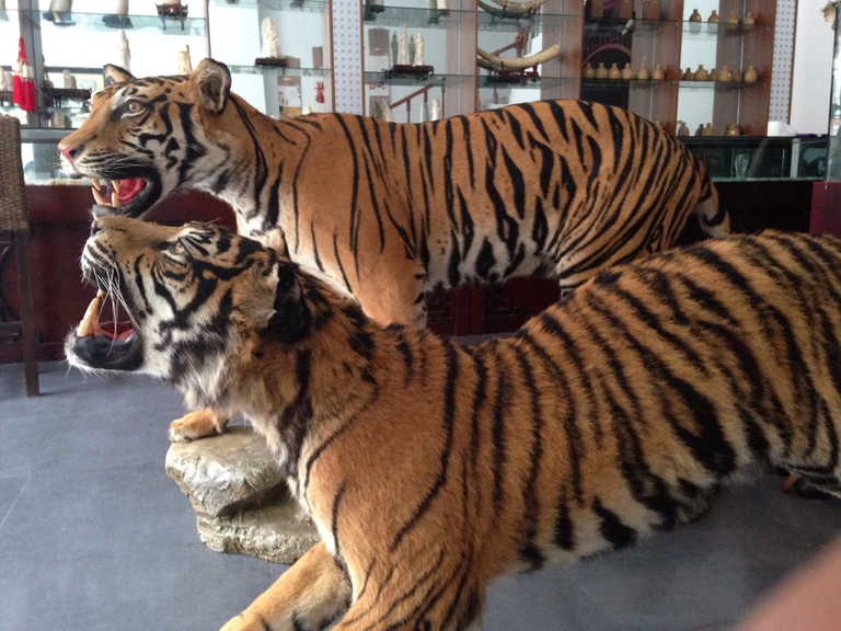 illegal wildlife trade GT SEZ golden triangle laos stuffed tigers