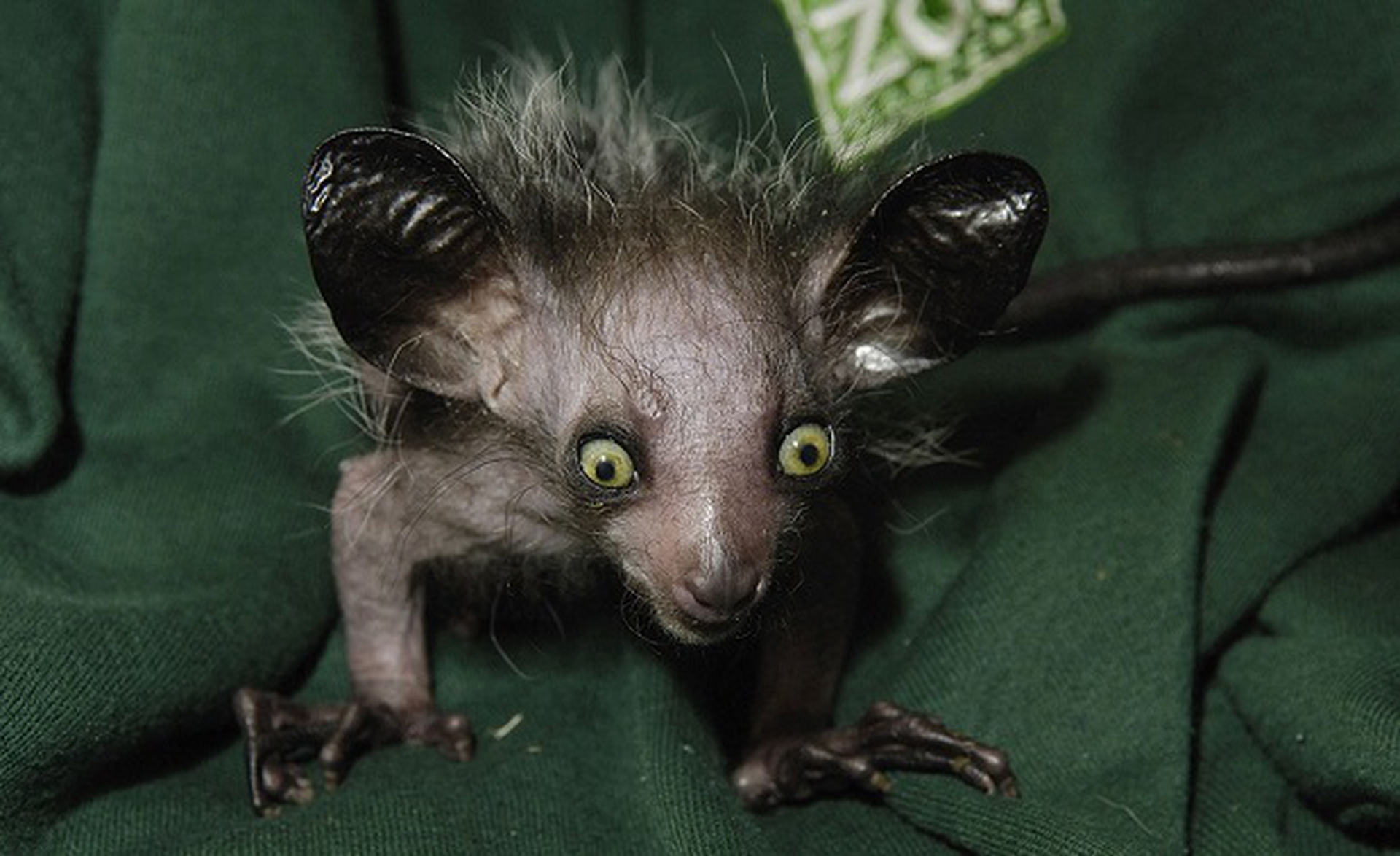 aye-aye