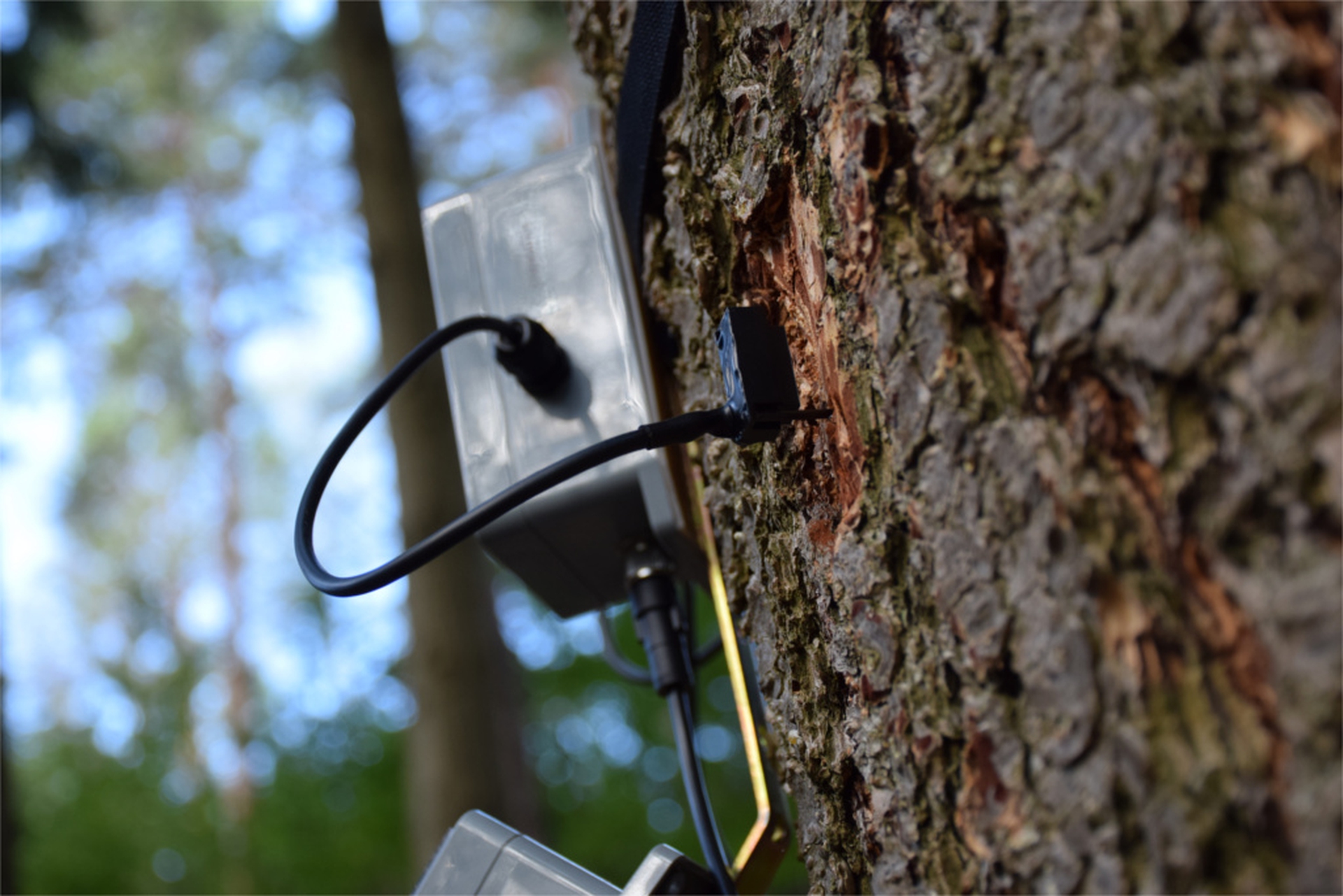 Un sensore dell'albero nel bosco di Piegaro a Perugia