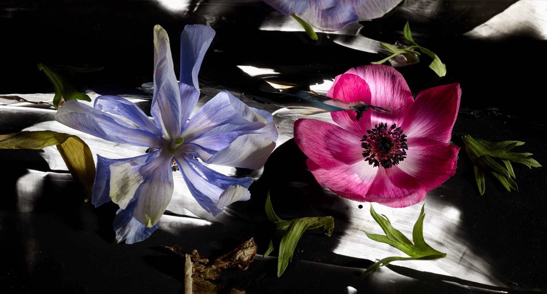 Mario Carrieri, la mostra 