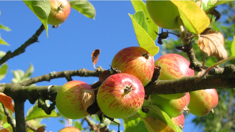 albero da frutto afidi potatura