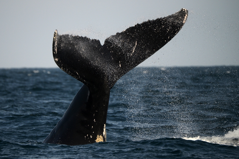 humpback whale