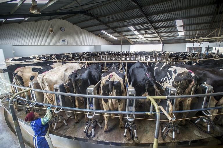 Allevamento mucche da latte