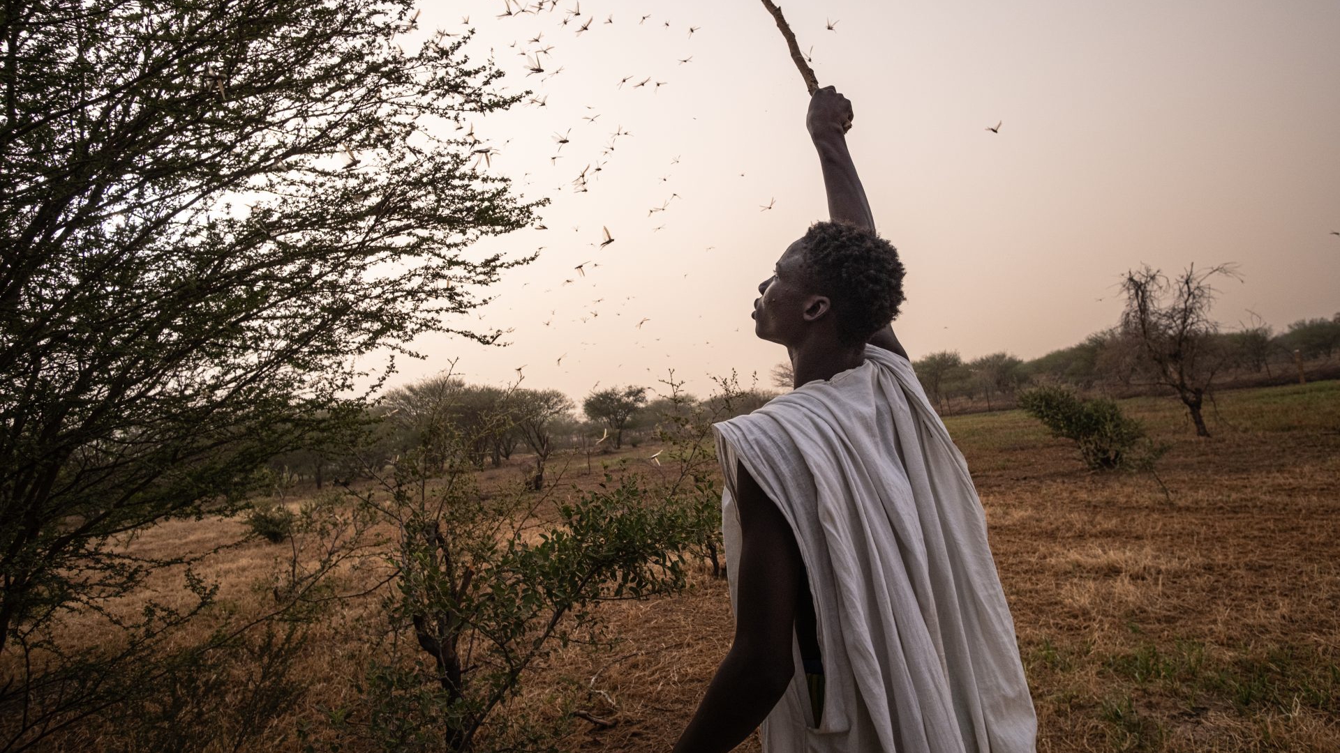 LongForm Sen Mau LifeGate-16