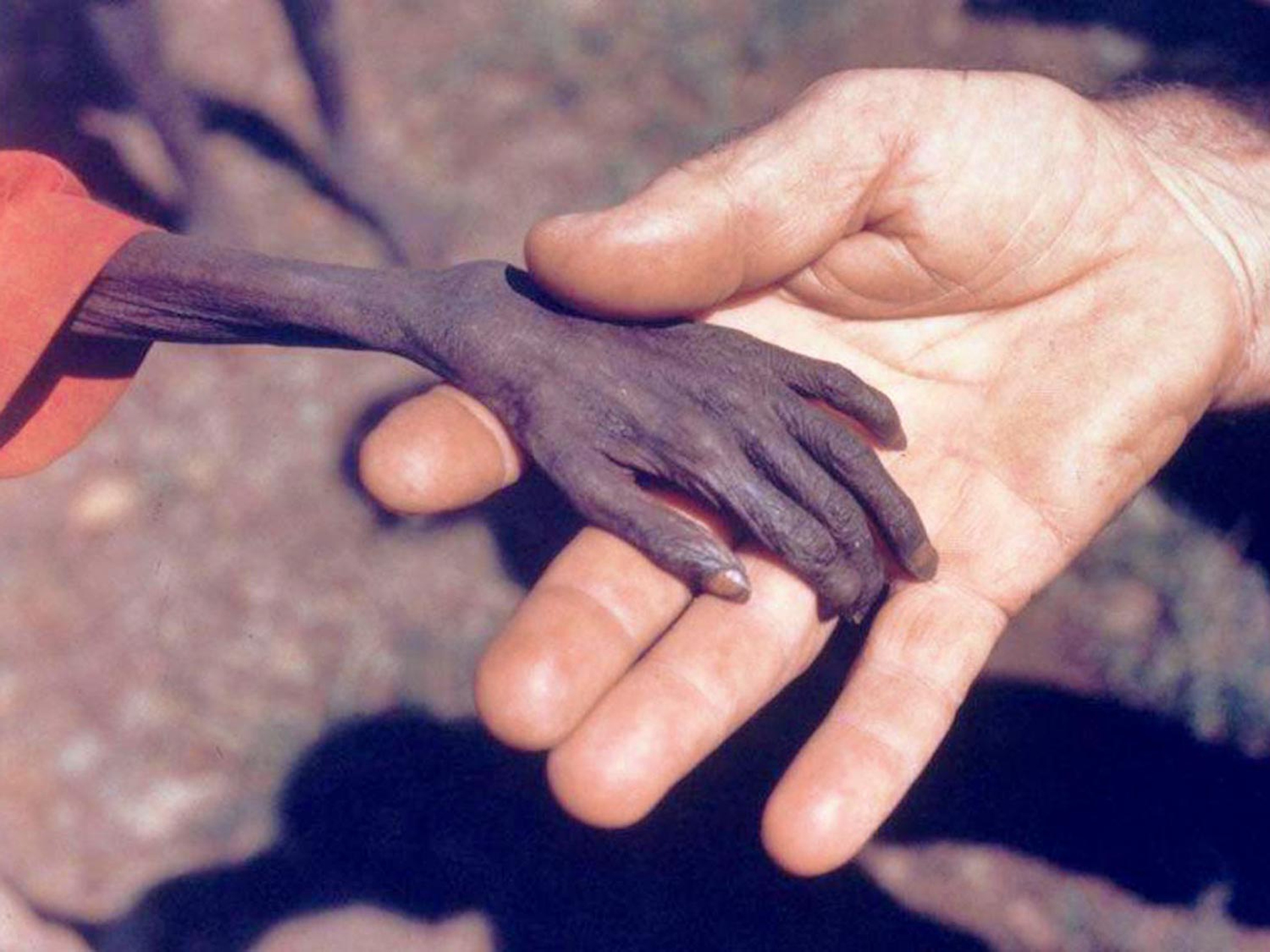 1980, Michael Wells, Uganda