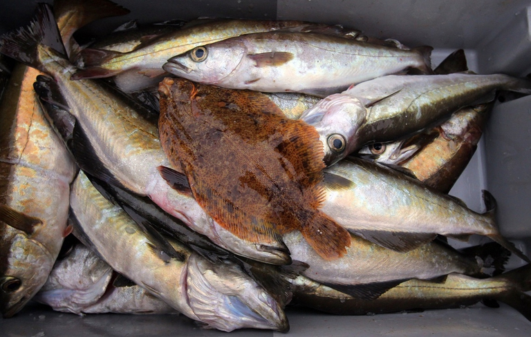 Pesci pescati in Inghilterra