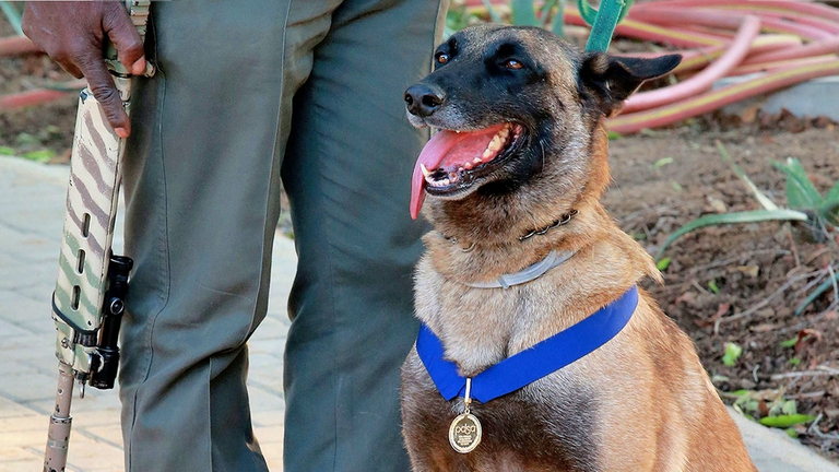''Il senso dell’olfatto di Killer è assolutamente straordinario, nel rintracciare le persone'' afferma il capo della Environmental Crimes Investigation Unit, Bruce Lesliem.