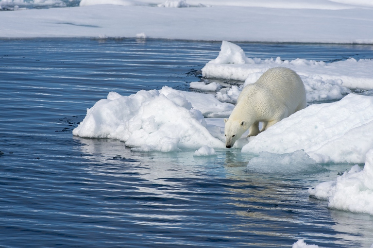 Orso polare nell'Artico