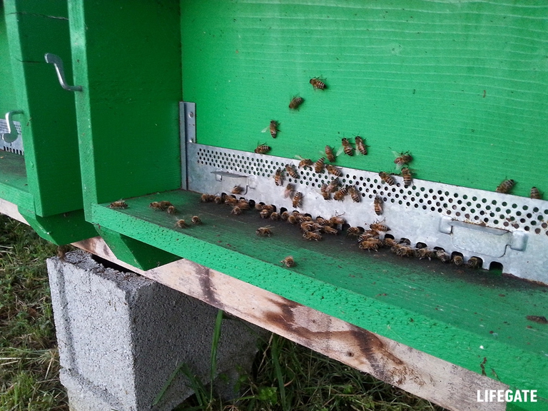 Le api si risvegliano con la primavera. È tempo di bottinare