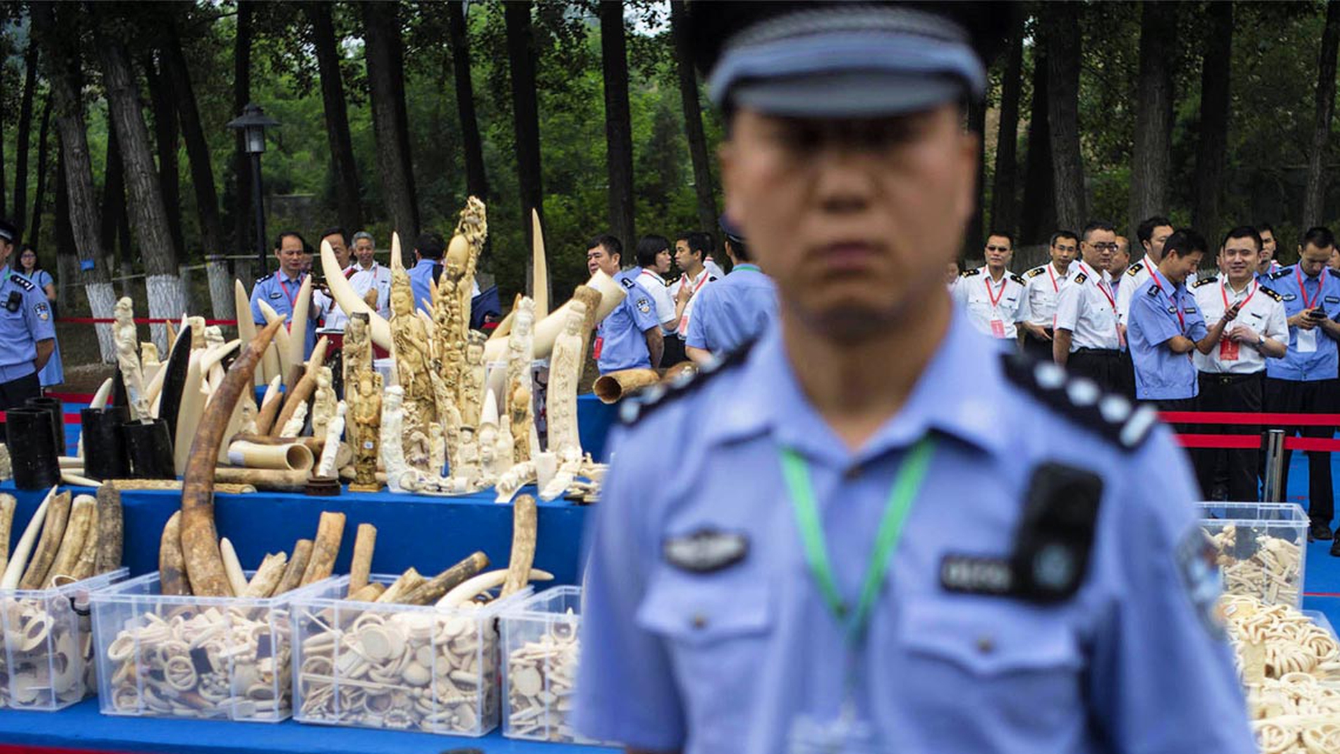 sequesto-oggetti-avorio-cina