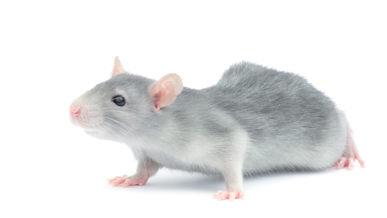 topo domestico razza Dove