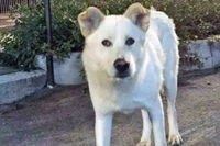 Condannati a 16 mesi gli assassini del cane Angelo