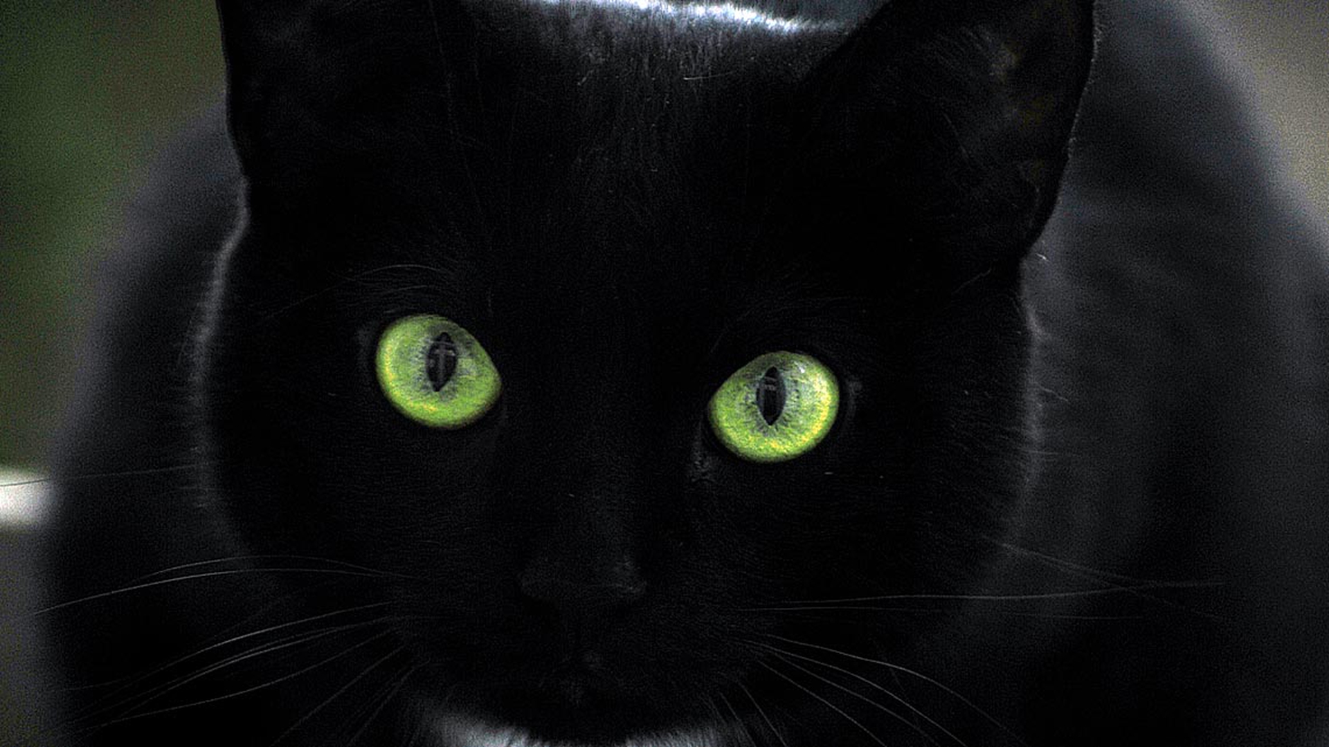 Черный зеленый глазками. Черные коты. Черный кон с зелёными глазами. Чёрный кот с зелёными глазами. Чёрный котёнок с зелёными глазами.