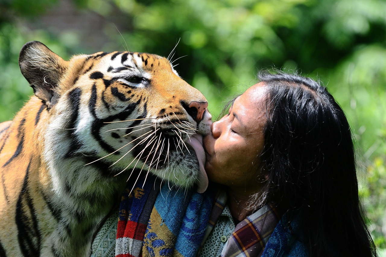 Una tigre per amica - LifeGate