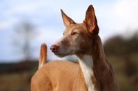 Il crudele destino dei podenco e dei galgos, una barbarie che deve finire