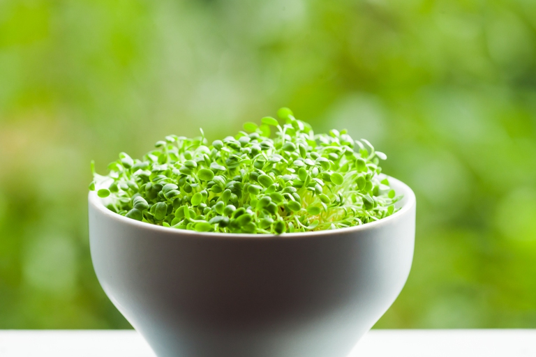 Germogli nella fase 2