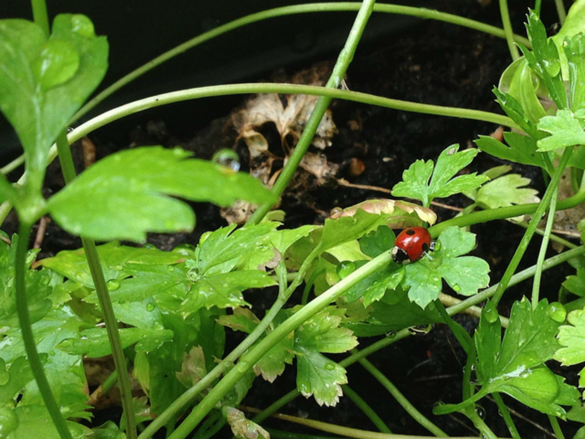 10 piante per attirare le coccinelle nel vostro giardino