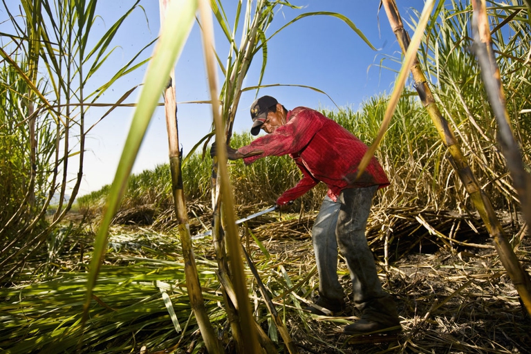 Raccolta della canna da zucchero.