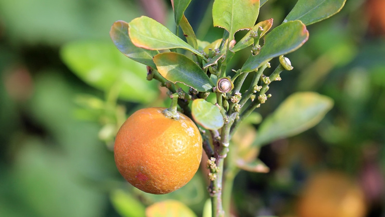 oroscopo-e-oli-essenziali-3