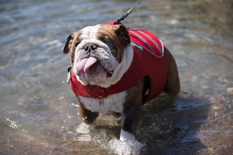 cane-che-fa-il-bagno