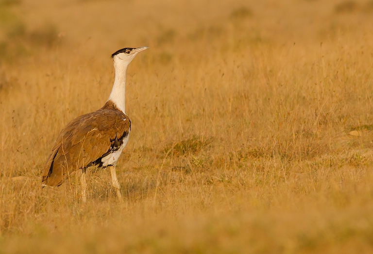 Esemplare di Otarda indiana in una prateria del Kutch bustard sanctuary