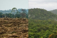 L’Indonesia perde 2 miliardi l’anno in foreste