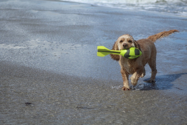 dog-on-beach-1483549_1920