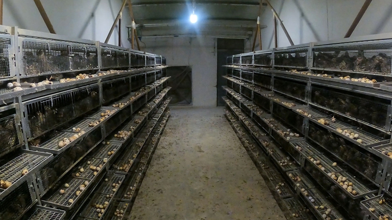 quaglie allevate in gabbia