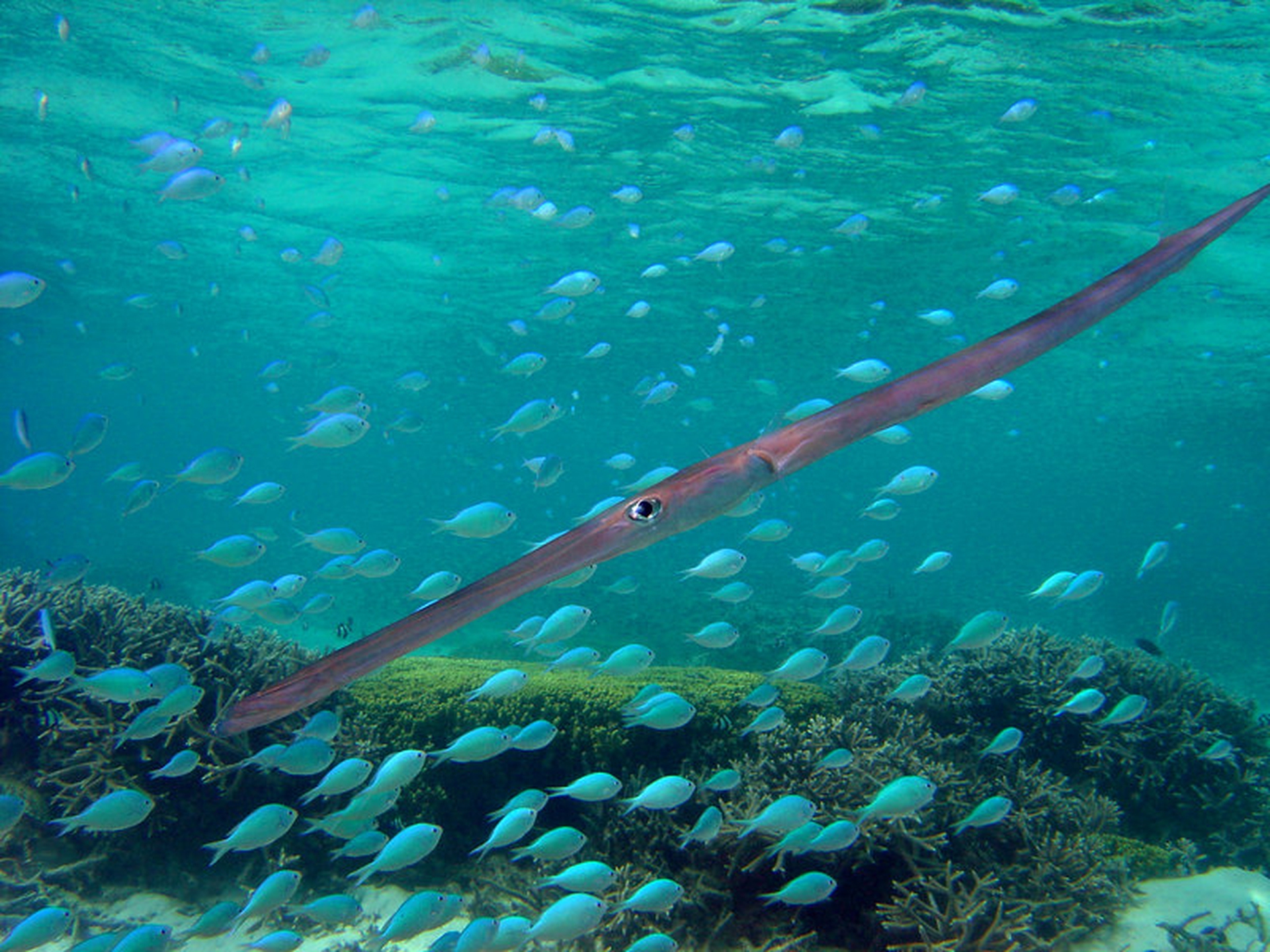 Specie aliene, un'invasione silenziosa che minaccia la biodiversità