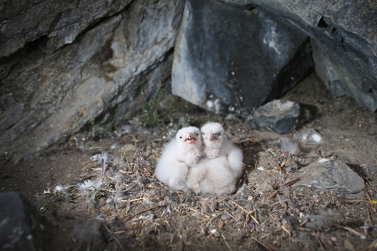 Puclini di falco pellegrino nel nido
