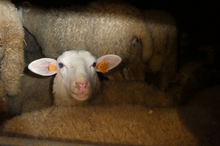 Ecco come viaggiano gli agnelli