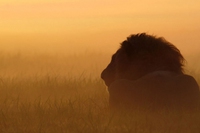 Lo Zambia vieta la caccia ai leoni