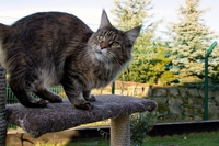 Maine coon, il gatto americano che somiglia a una lince