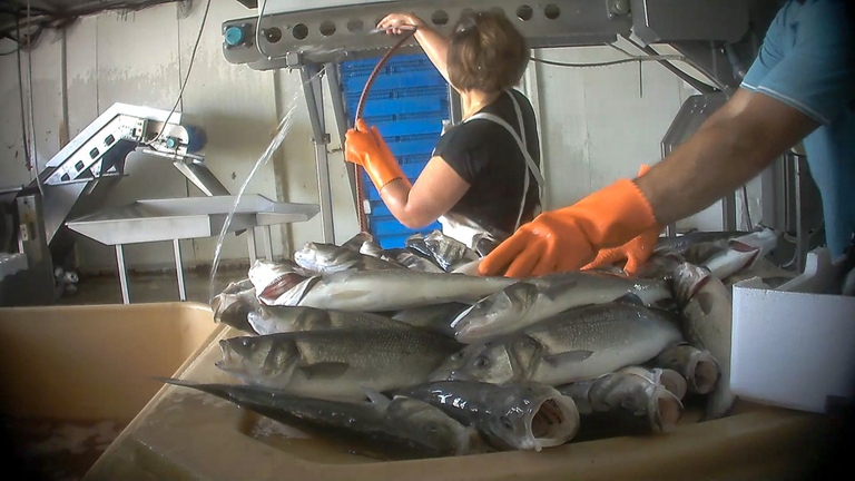 Allevamenti di orate e branzini in Grecia