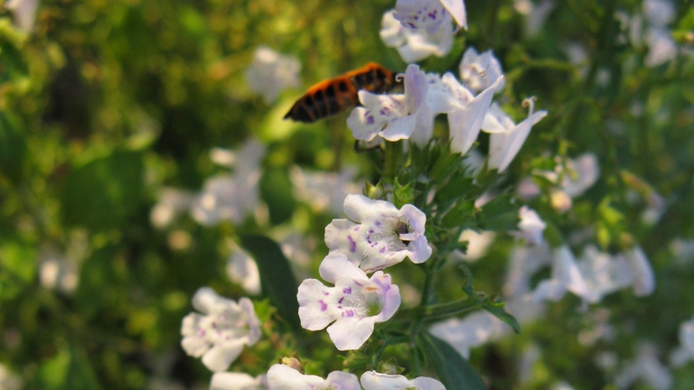 La nepitella è un tipo particolare di menta selvatica, ha uno stelo sottile, foglie piccole e vellutate, e numerosi fiorellini bianchi e lillà.  ©Wikicommons
