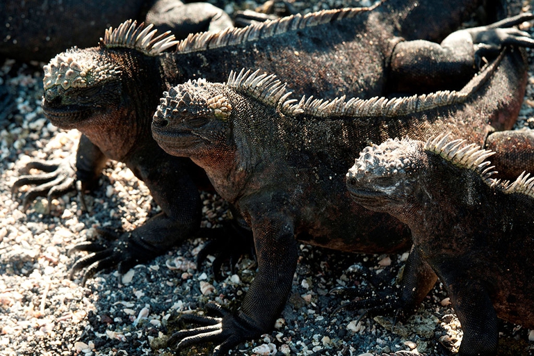 pachamama Ecuador costituzione