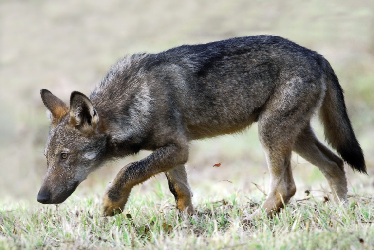 antonio iannibelli lupo