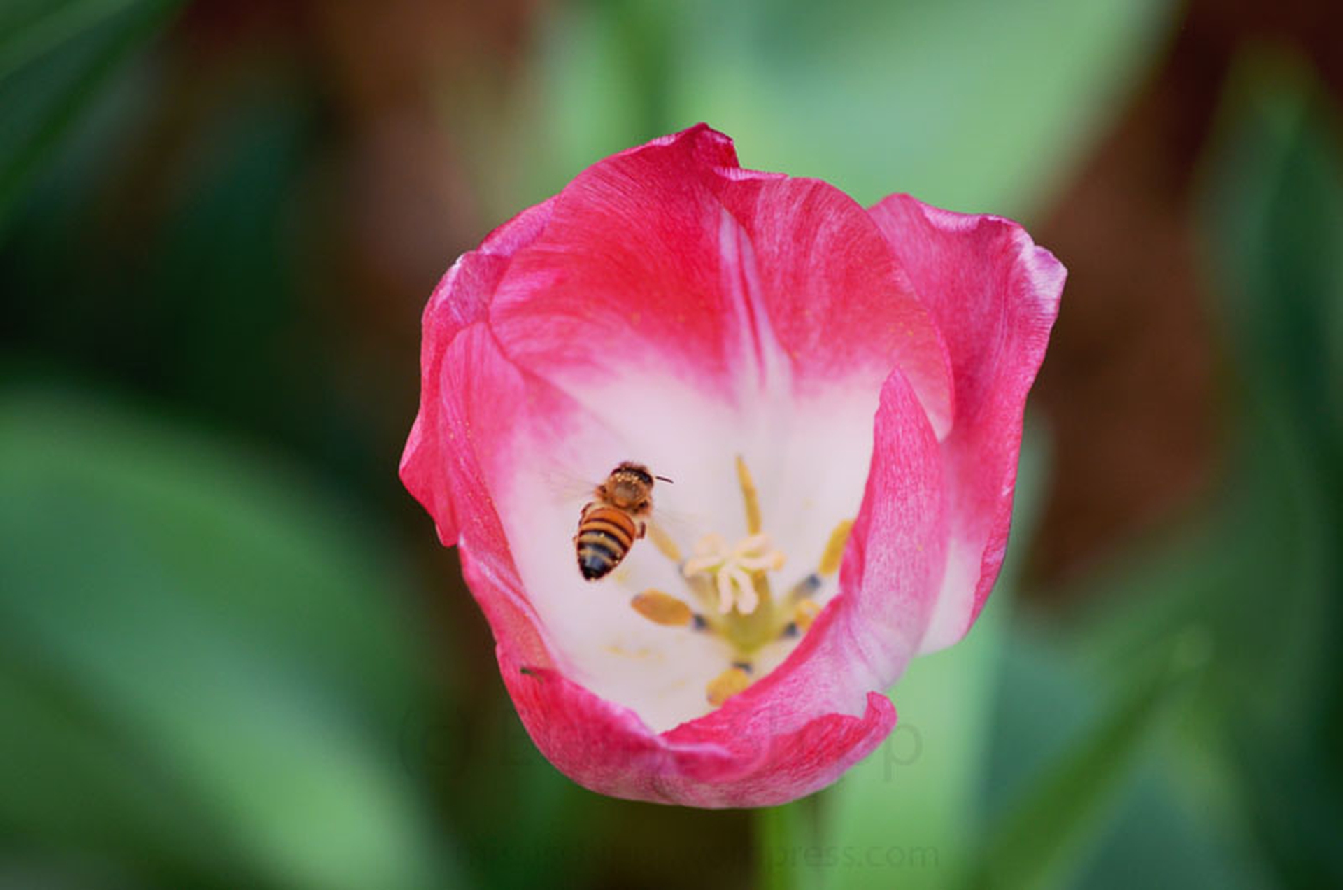 10 piante da coltivare per attirare le api (e nutrirle)
