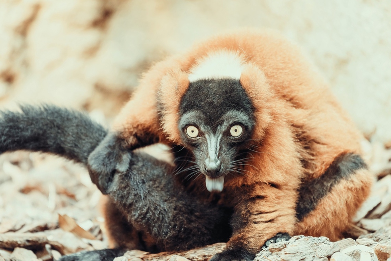 Vari rosso (Varecia rubra), primate della famiglia Lemuridae