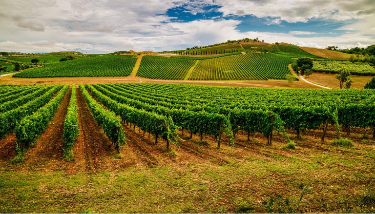 I cambiamenti climatici stanno impattando sulla produzione vinicola © iStock