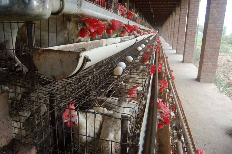 Chickens in battery cages on egg farm. 