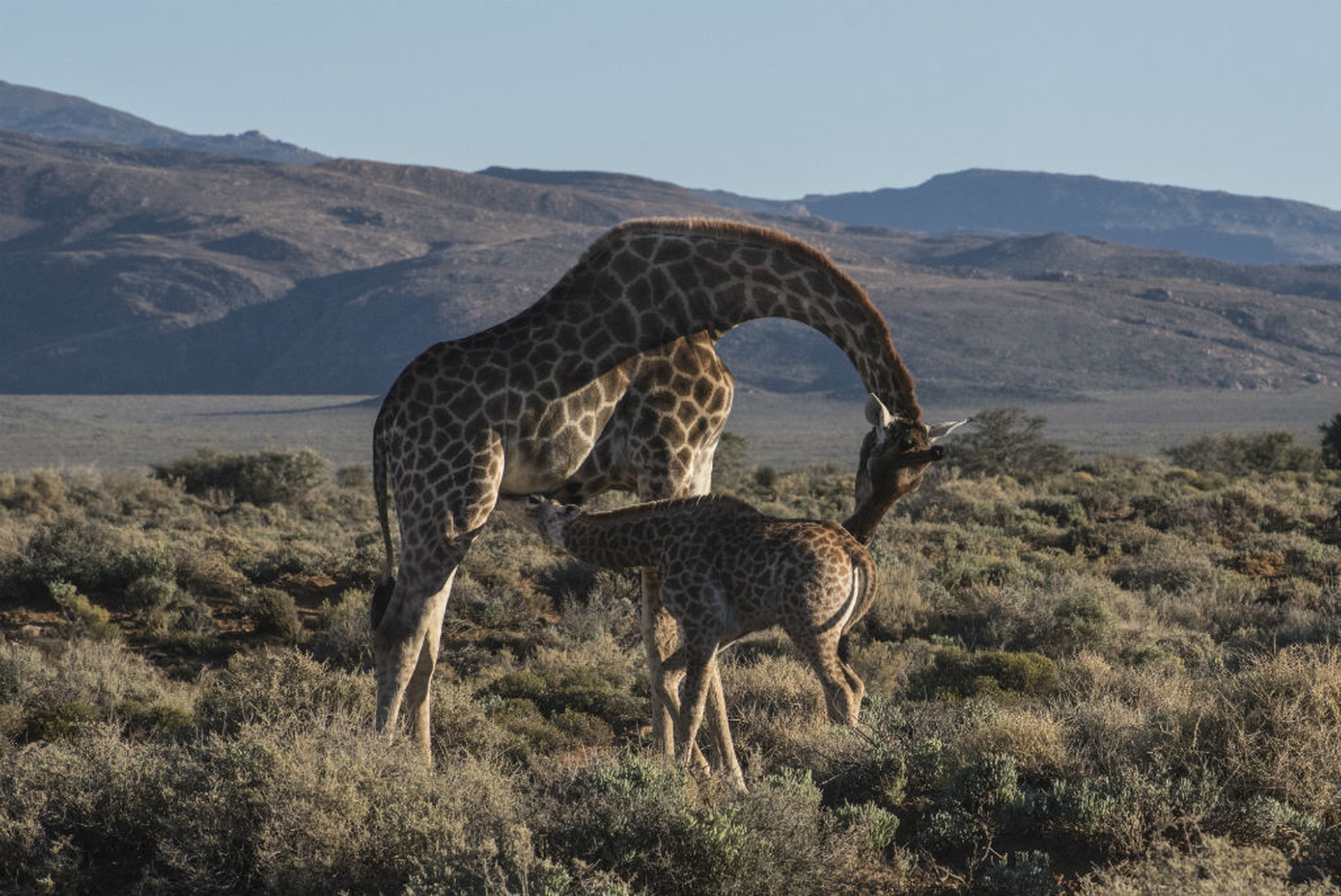 La giraffa è a rischio estinzione