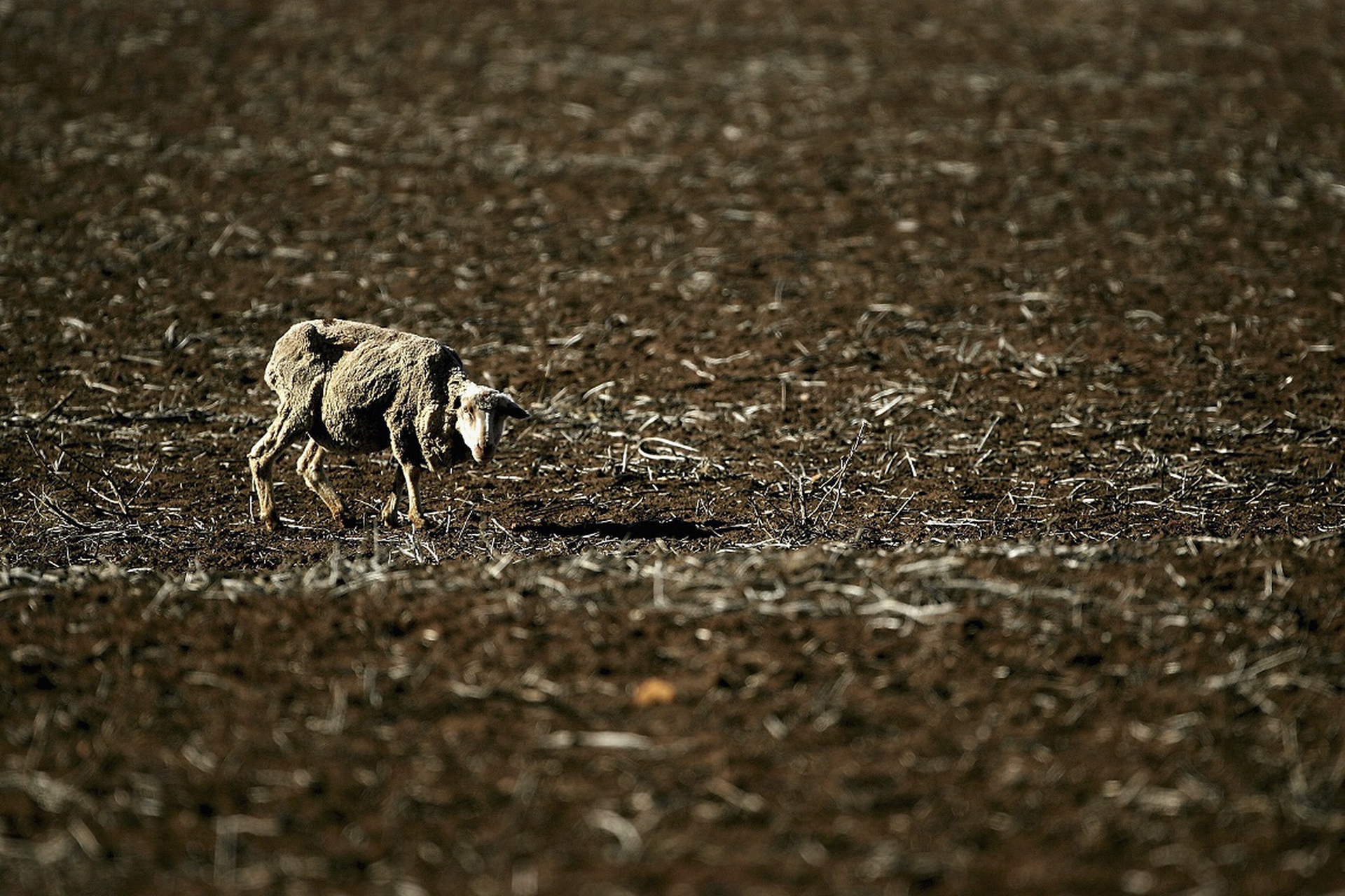 The effects of climate change - Draught