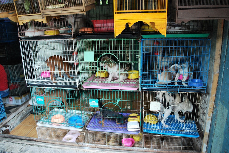 caged pets