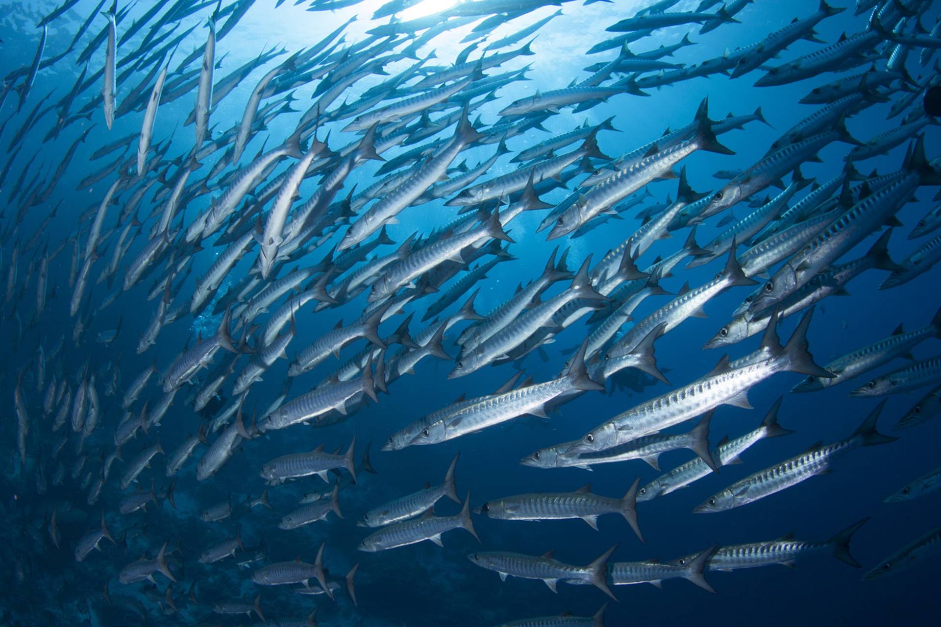 Barracuda nei fondali del mar Rosso, Egitto