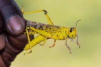 L’invasione delle locuste in Africa e Asia, anatomia di una crisi che affligge mezzo mondo