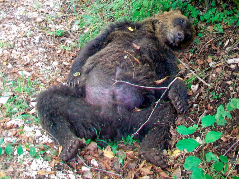 Orso marsicano vittima di bracconaggio